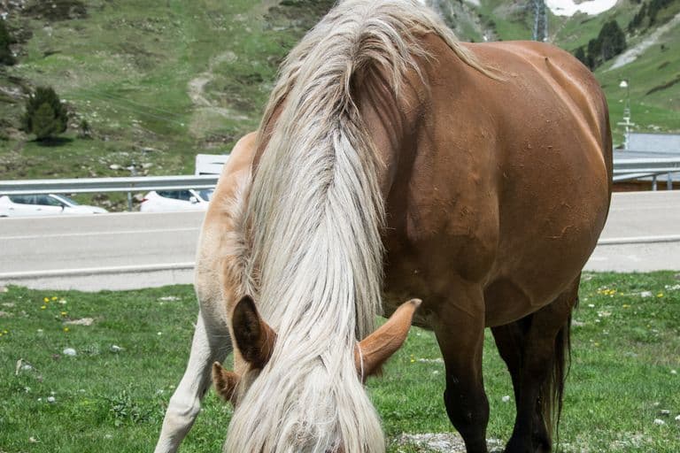 Noguera Pallaresa 2014