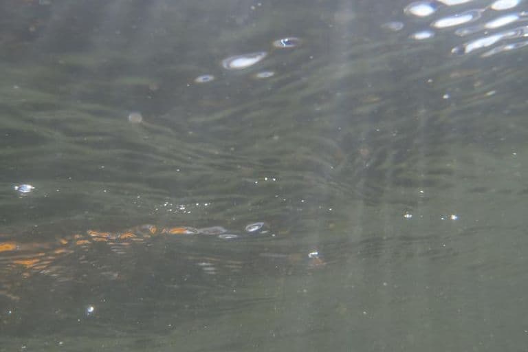 Sortie club Ariege du 25/08/2013