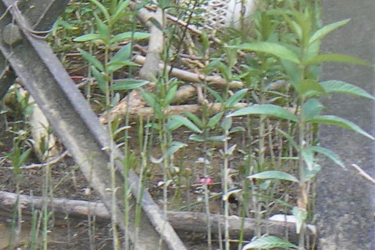 Nettoyage de rivières CKT 2016