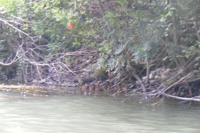 Nettoyage de rivières CKT 2016