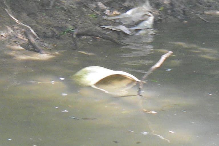 Nettoyage de rivières CKT 2016