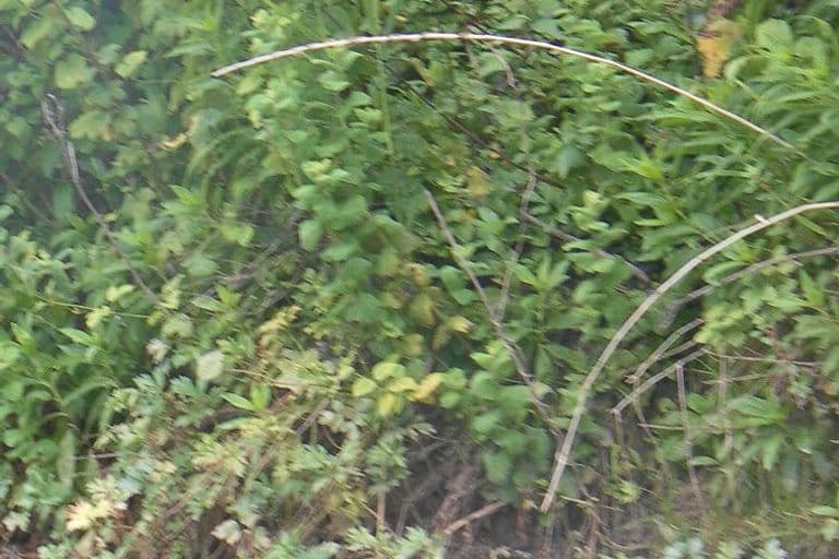 Nettoyage de rivières CKT 2016